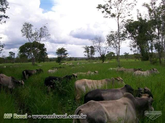 Fazenda Canabrava