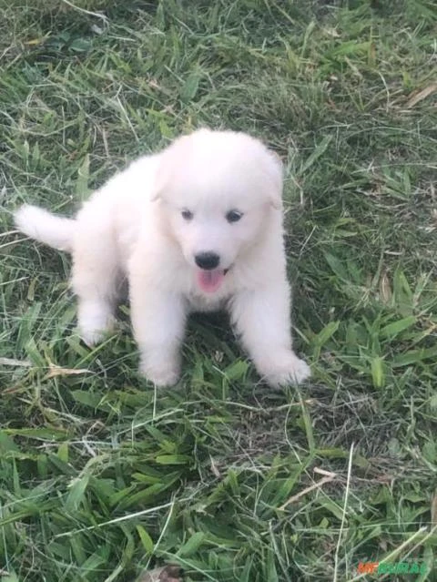 Filhotes de Cães Pastor Maremano