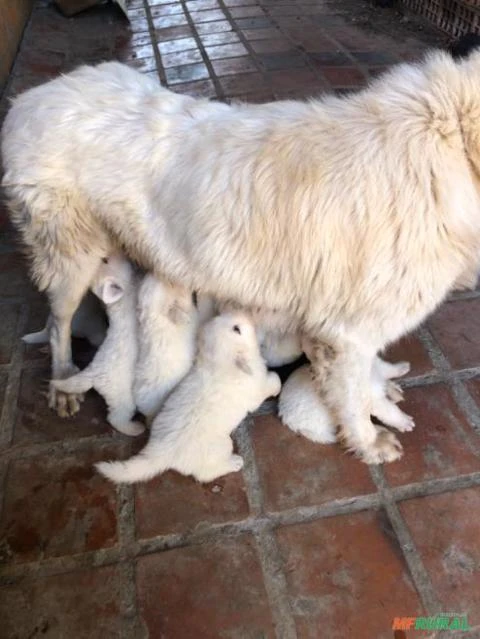 Filhotes de Cães Pastor Maremano