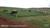 MUDAS DE TIFTON 85 Imagem MUDAS DE TIFTON 85
