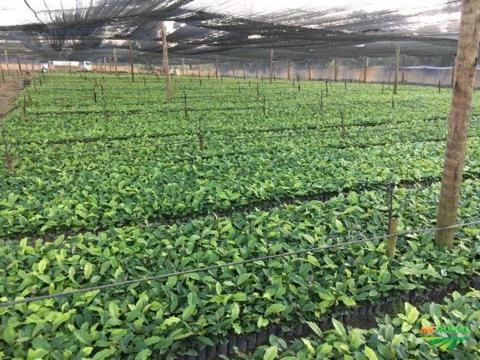 Mudas de Café Imagem Mudas de Café