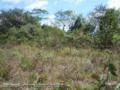 Area para reposição ambiental de reserva legal bioma cerrado no Estado de SP