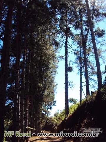 SITIO DE LAZER  A VENDA SÃO PAULO  SERRA DO MAR  CIDADE DE POUSO ALTO