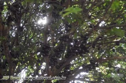 FAZENDA A VENDA DE 4300HEC ESTADO PARANA REGIAO DE CASCAVEL