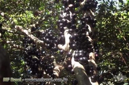 FAZENDA A VENDA DE 4300HEC ESTADO PARANA REGIAO DE CASCAVEL