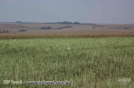 FAZENDA A VENDA DE 4300HEC ESTADO PARANA REGIAO DE CASCAVEL