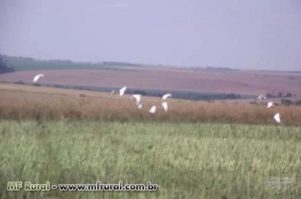 FAZENDA A VENDA DE 4300HEC ESTADO PARANA REGIAO DE CASCAVEL