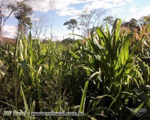 FAZENDA AS MARGENS DO RIO UTINGA