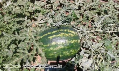 DISTRIBUIDORA DE  FRUTAS COMPRADAS DIRETO DO PRODUTOR COM PREÇO E QUALIDADE/ Sp - Jundiaí - Campinas