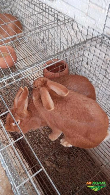 Venda de coelhos para matriz