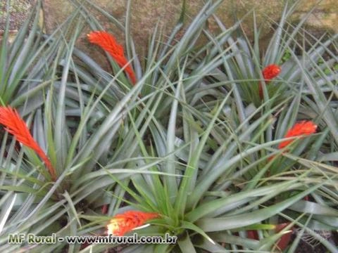 Imagem Tillandsias Raras Imagem Tillandsias Raras