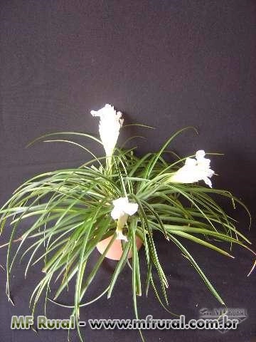 Tillandsias Raras Imagem Tillandsias Raras