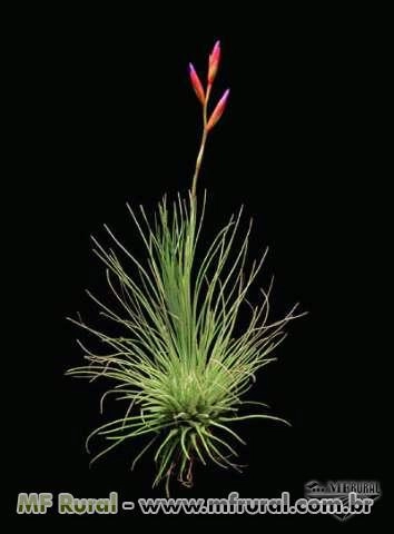 Imagem Tillandsias Raras Imagem Tillandsias Raras