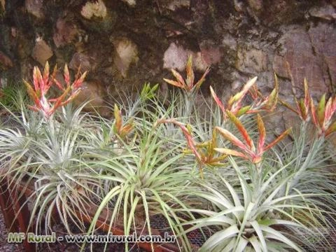 Imagem Tillandsias Raras Imagem Tillandsias Raras