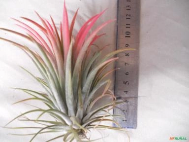 Tillandsia Ionatha VAR. Dragon Blood Imagem Tillandsia Ionatha VAR. Dragon Blood