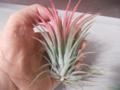 Tillandsia Ionatha VAR. Dragon Blood Imagem Tillandsia Ionatha VAR. Dragon Blood