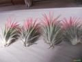 Tillandsia Ionatha VAR. Dragon Blood Imagem Tillandsia Ionatha VAR. Dragon Blood