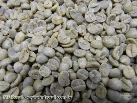 Exportação Café Verde - Green Coffee From Brazil