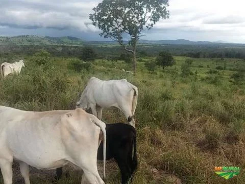 Fazenda em Crixas/ Nova Crixas as margens do asfalto