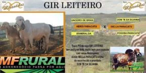 TOUROS GIR LEITEIRO