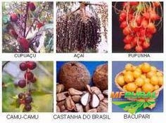 mudas de frutiferas da amazonia e cerrado Imagem mudas de frutiferas da amazonia e cerrado