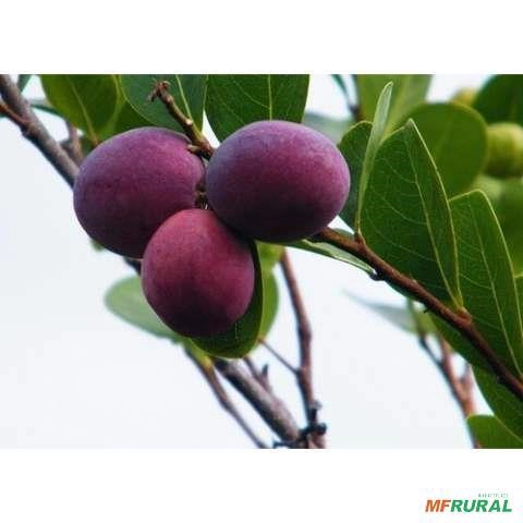 mudas de frutas silvestre Imagem mudas de frutas silvestre