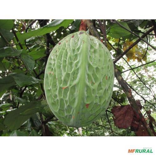 mudas de frutas amazonicasm Imagem mudas de frutas amazonicasm