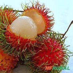 Imagem mudas de frutas amazonicasm Imagem mudas de frutas amazonicasm