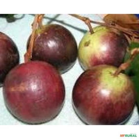 Imagem mudas de frutas amazonicasm Imagem mudas de frutas amazonicasm