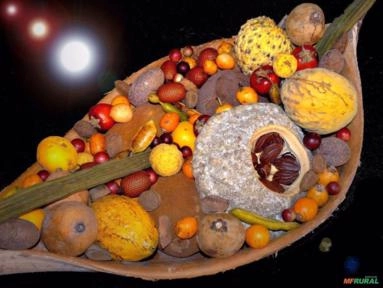 Imagem mudas de frutas amazonicasm Imagem mudas de frutas amazonicasm