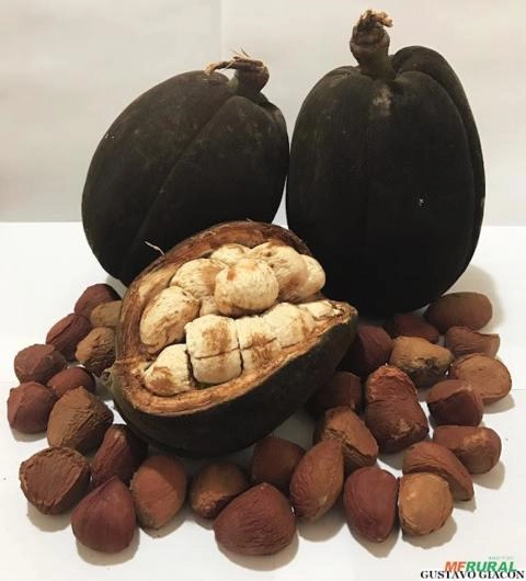 Imagem mudas de frutas amazonicasm Imagem mudas de frutas amazonicasm