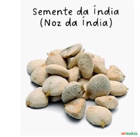 Noz da india Imagem Noz da india