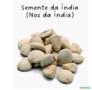 Noz da india Imagem Noz da india