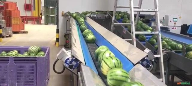 Classificadora/pesadora de melancias Imagem Classificadora/pesadora de melancias