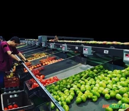 Classificador eletrônico de tomate, goiaba, citrus Imagem Classificador eletrônico de tomate, goiaba, citrus