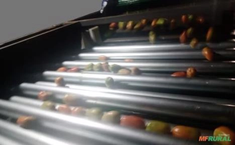 Classificador de cenoura, máquina para cenoura Imagem Classificador de cenoura, máquina para cenoura