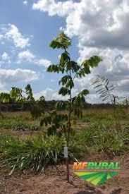 Mudas adultas de Ingá do Brejo Imagem Mudas adultas de Ingá do Brejo