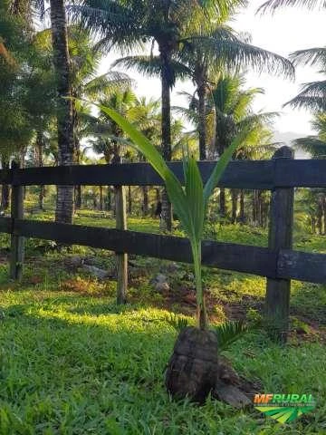 Mudas de Coco Anão Precoce Imagem Mudas de Coco Anão Precoce