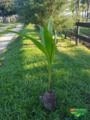 Mudas de Coco Anão Precoce Imagem Mudas de Coco Anão Precoce