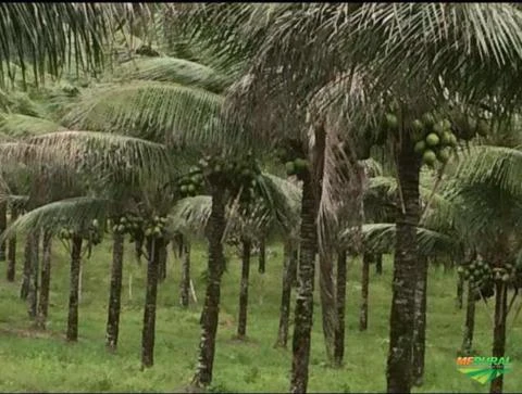 Mudas de Coco Anão Precoce