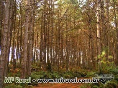 COMPRAMOS E VENDEMOS, MADEIRA DE REFLORESTAMENTOS DE PINUS, ÁRVORES EM PÉ