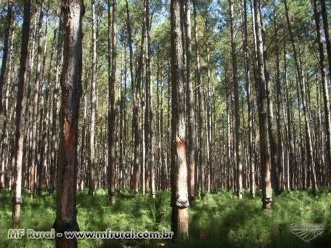 COMPRO CAVACO MADEIRA PINUS EUCALIPTO GRANDES QUANTIDADES