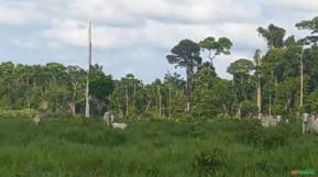 Fazenda ótima para plantação de Soja, Terra Plana