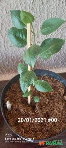 Muda de Pistache  - Semente de Pistache para plantio Muda de Pistache  - Semente de Pistache para plantio