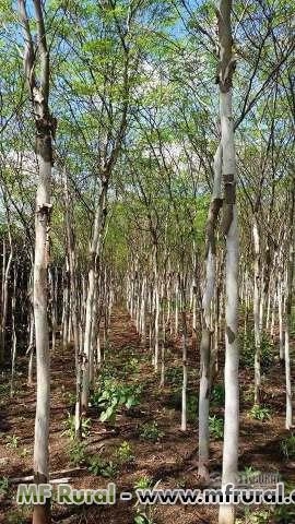 Imagem Mudas De Arvores Adultas Imagem Mudas De Arvores Adultas