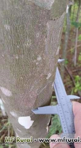 Imagem Mudas De Arvores Adultas Imagem Mudas De Arvores Adultas