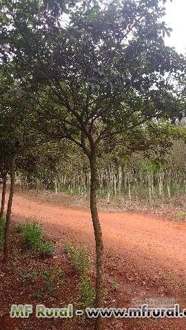 Imagem Mudas De Arvores Adultas Imagem Mudas De Arvores Adultas