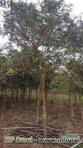 Imagem Mudas De Arvores Adultas Imagem Mudas De Arvores Adultas