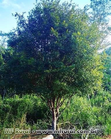 Imagem Mudas De Arvores Adultas Imagem Mudas De Arvores Adultas