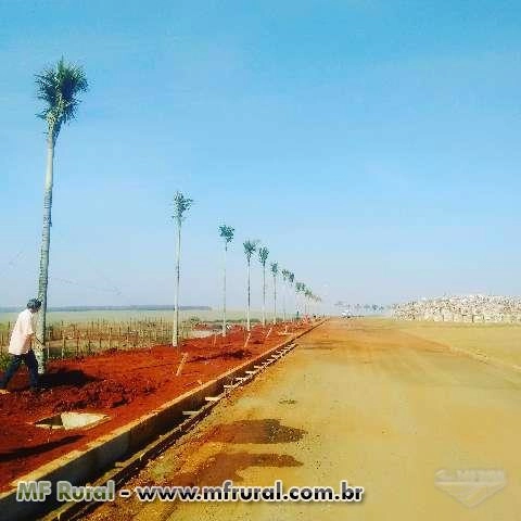 Imagem Mudas De Arvores Adultas Imagem Mudas De Arvores Adultas